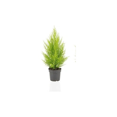 Cupressus macr. Goldcrest wilma 14x60 cm