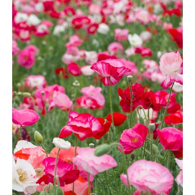 Mák vlčí směs barev - Papaver rhoeas - osivo máku - 200 ks