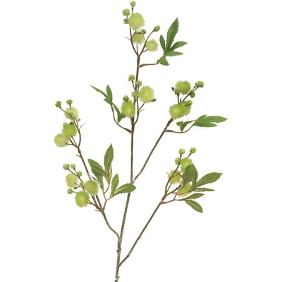 Citlivka - Mimosa 'France' zelená 100 cm