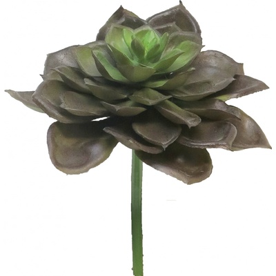 Echevérie - Dužnatka Gourin hnědá 17 cm (314438)