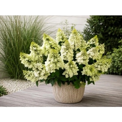 Hortenzia metlinatá (Hydrangea paniculata) ‘BEE HAPPY’® - výška 30-40 cm, kont. C2L