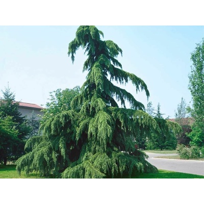 Céder himalájsky Pendula rozvetvený, výška 170-200 cm, kvetináč 25 l