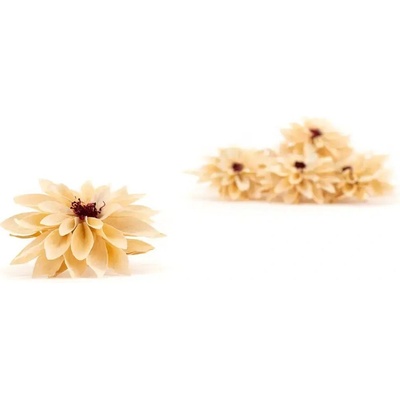 Stabilizované kvety Dahlia - Champagne