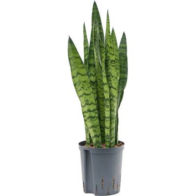 Sansevieria zeylanica Tuft 18/19 v65