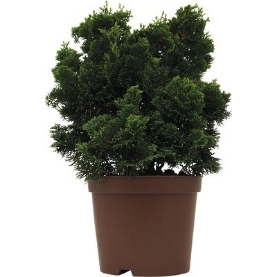 Cypruštek tupolistý Chamaecyparis obtusa 'Nana Gracilis' 15-20 cm kvetináč 2,5 l
