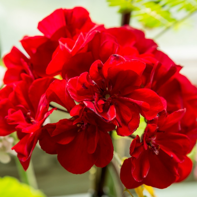 Prodej Pelargonii