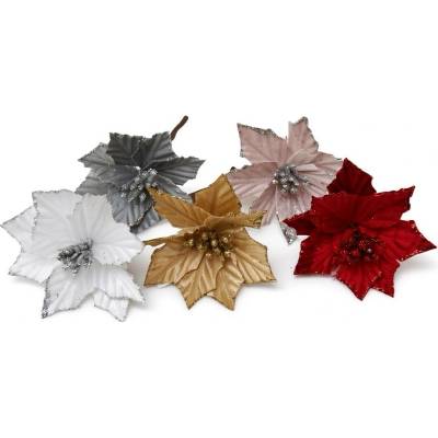 Susenerostliny Vánoční květ poinsetsia, cena za 6ks Barva: zlatá