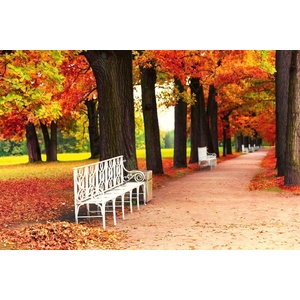 DIMEX ART Флизелинов фототапет бяла пейка в парка 375 x 250 см