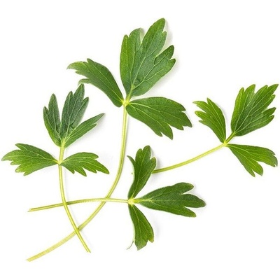 Veritable Вложка за семена Lingot необичайни билки lovage (VLIN-O10-Liv049)