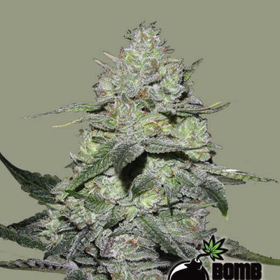 Bomb Seeds Gorilla Bomb semienka neobsahujú THC 10 ks