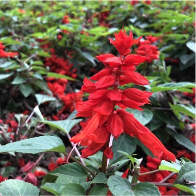 Šalvěj zářivá - Salvia splendens - osivo šalvěje - 40 ks