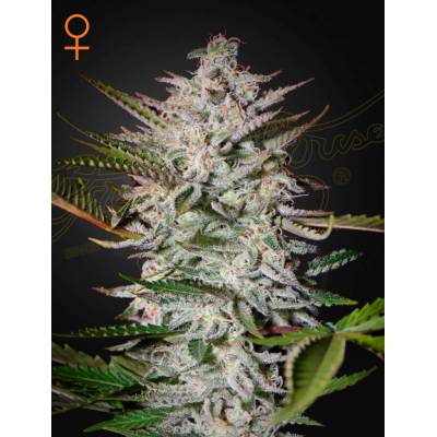 Green House Seeds Holy Punch semena neobsahují THC 10 ks
