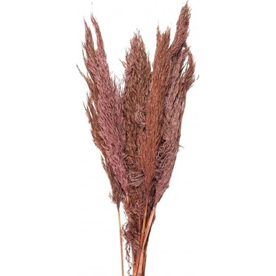 Růžová kytice sušené květy bambusu Bamboo – 100 cm