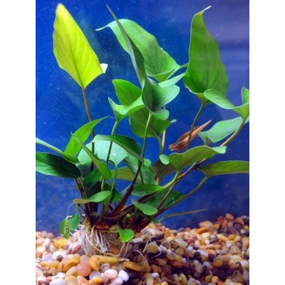 Anubias hastifolia