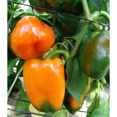 Paprika F1 Kubista ročná - Capsicum annuum - Semiačka - 10 ks