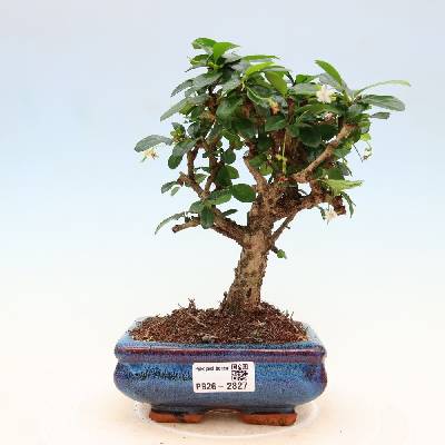 e-bonsai Pokojová bonsai - Carmona macrophylla - Čaj fuki