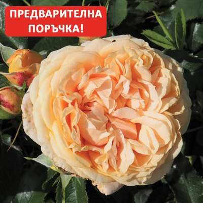 Delbard® Роза Avalanche Abricot®