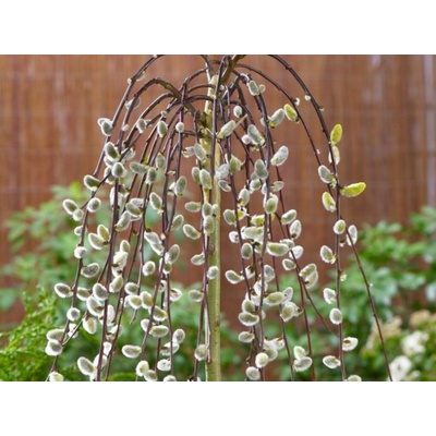 Vŕba rakytová Kilmarnock Pendula na kmienku 140-150 cm, kont. 5 l