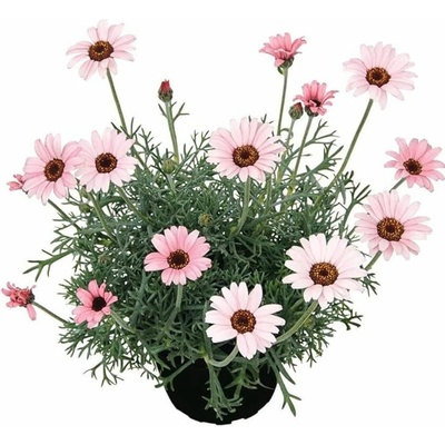 Margaréta African Rose - Leucanthemum, kont. 0,5 l