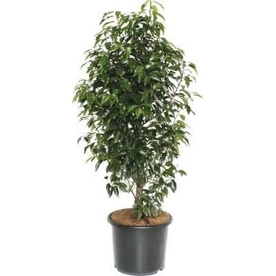 Bobkovišeň portugalská FloraSelf Prunus lusitanica 'Angustifolia' výška 125-150 cm kvetináč 15 l