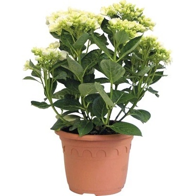 Hortenzie Hydrangea macrophylla 'Hovaria ® Holibel' (S) výška 30-40 cm květináč 4,6 l