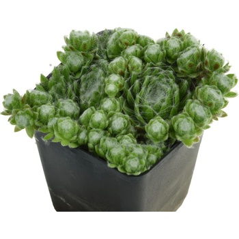 Skalnica Sirius - Sempervivum, kont. 0,5 l
