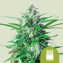 Royal Queen Seeds Royal Critical Auto semenane obsahují THC 10 ks + 10 ks Royal AK Auto
