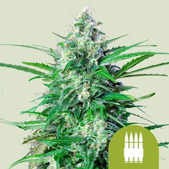 Royal Queen Seeds Royal Critical Auto semenane obsahují THC 10 ks + 10 ks Royal AK Auto