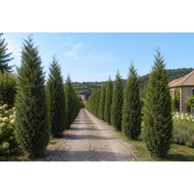 Cyprusovec leylandský (Cupressocyparis leylandii) ´PYRAMIDALIS 2001´- výška 200-250 cm, kont. C25L