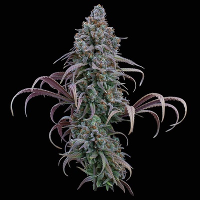 Brothers Grimm Seeds Rosetta Stone semienka neobsahujú THC 3 ks
