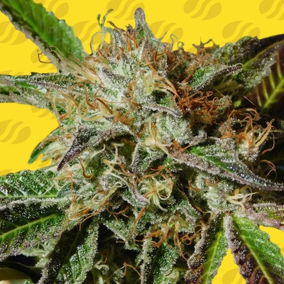 Original Sensible Seeds Auto Ghost Cookies semienka neobsahujú THC 10 ks
