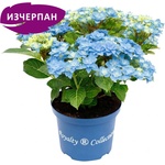 Royalty Collection® Feather Blue Royalty Collection® Хортензия macrophylla