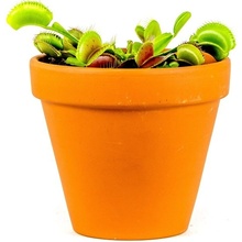 Gardners Dionaea, průměr 9 cm Mucholapka podivná