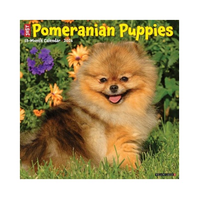 Pomeranian Puppies 12 X 12 Wall 2026