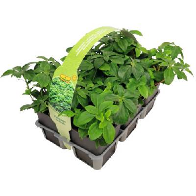 Tlustonitník klasnatý, pachysandra klasnatá FloraSelf Pachysandra terminalis balení 6 ks