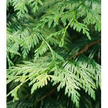 thuja plicata - Heureka.cz