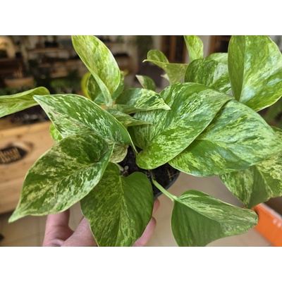 PlantBros flower Epipremnum "Marble Queen"