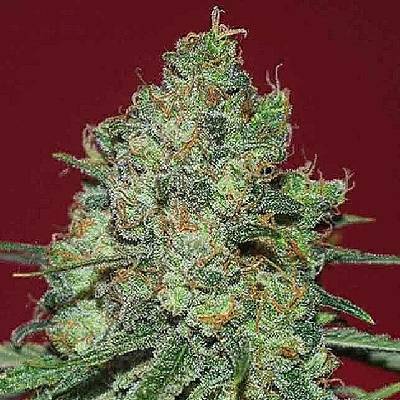 Expert Seeds Clinical White CBD semena neobsahují THC 3 ks