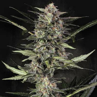 Paradise Seeds AUTO Wappa semena neobsahují THC 5 ks