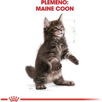 Royal Canin Maine Coon Kitten 2 kg