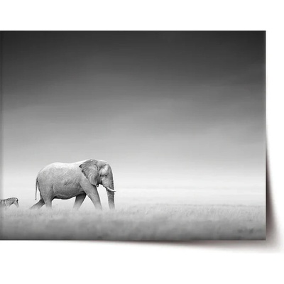 Sablio Plagát Slon a zebra - 60x40 cm