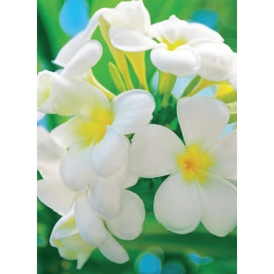 W+G Fototapeta W+G 377 Fragipani Blossoms rozměr - 254x184 cm