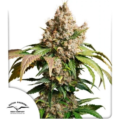 Dutch Passion Auto Red Tropicana Cookies semena neobsahují THC 3 ks