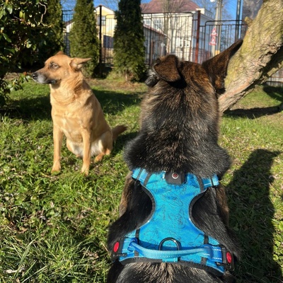 Aromin LumiPaws Svítící postroj