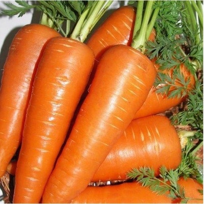 Mrkva Fire Wedge F1 - Daucus carota - semená mrkvy - 150 ks