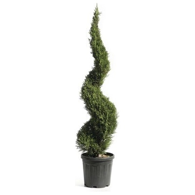 Cyprusovec Leylandův špirála Cupressocyparis leylandii 'Pyramidalis' výška cca 125 cm kvetináč 18 l