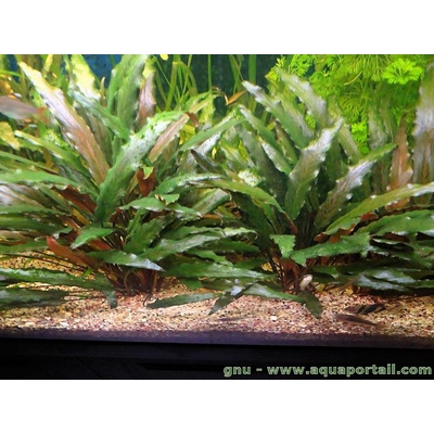Cryptocoryne becketii - Kryptokoryna olivová – Zbozi.Blesk.cz