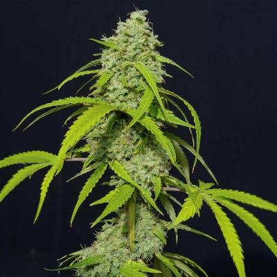 Eva Seeds Orange Kush AUTO semena neobsahují THC 3 ks