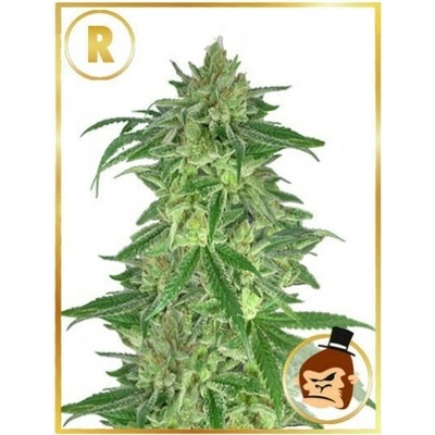 Mr. Hide Seeds Mr. Gorilla Cream regular semienka neobsahujú THC 15 ks