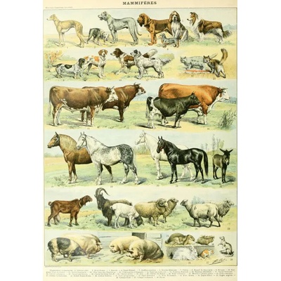 Grafika Ilustrácia z New Larousse Illustrated Cicavce 1000 dielov